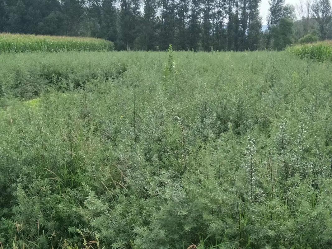 沙棘播种育苗技术，沙棘育种方法？-第6张图片-优品飞百科