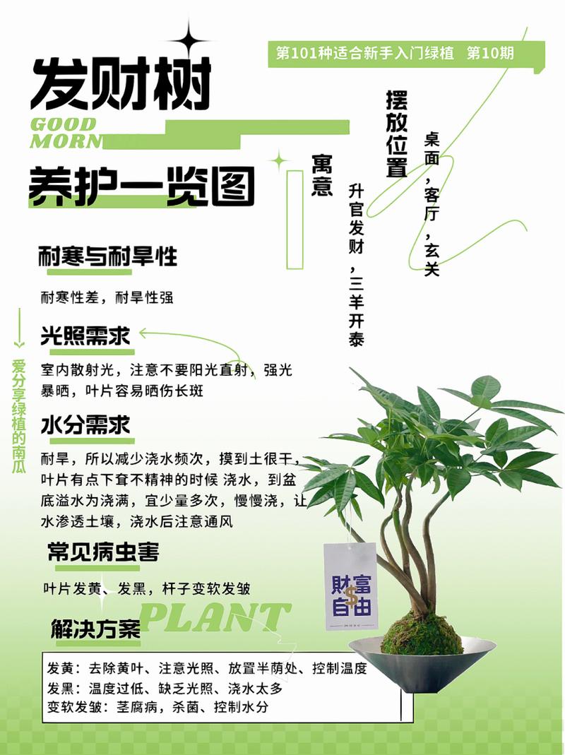 发财树怎么浇水,发财树怎么浇水好-第2张图片-优品飞百科 发财树怎么浇水,发财树怎么浇水好-第2张图片-优品飞百科