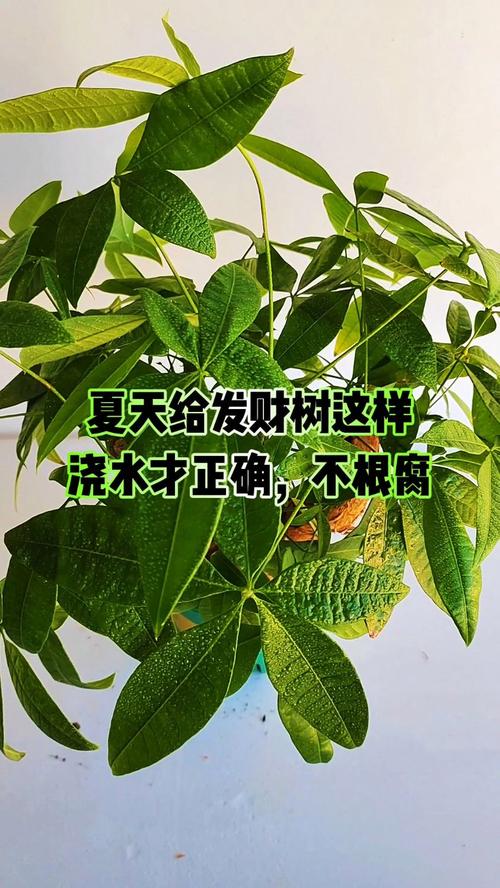 发财树怎么浇水,发财树怎么浇水好-第3张图片-优品飞百科 发财树怎么浇水,发财树怎么浇水好-第3张图片-优品飞百科