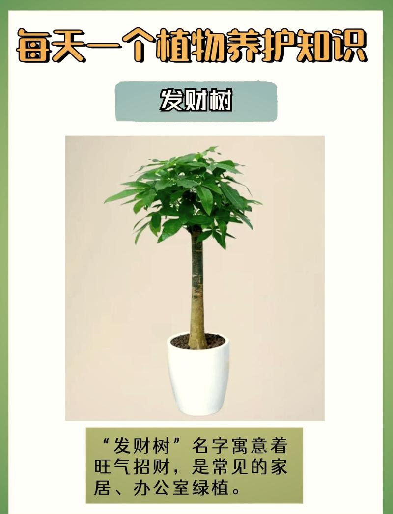 发财树怎么浇水,发财树怎么浇水好-第4张图片-优品飞百科 发财树怎么浇水,发财树怎么浇水好-第4张图片-优品飞百科