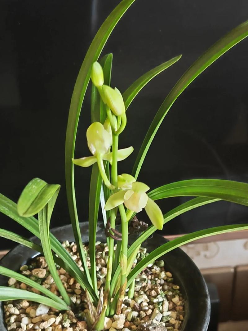 这种鲜花经久不衰？这种鲜花经久不衰的英文？-第1张图片-优品飞百科