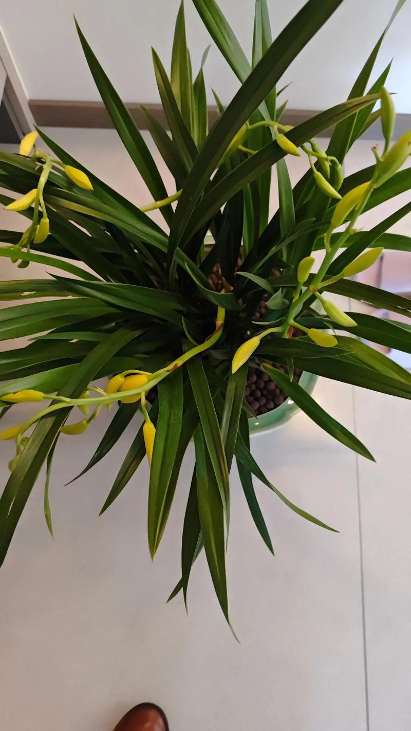 这种鲜花经久不衰？这种鲜花经久不衰的英文？-第3张图片-优品飞百科