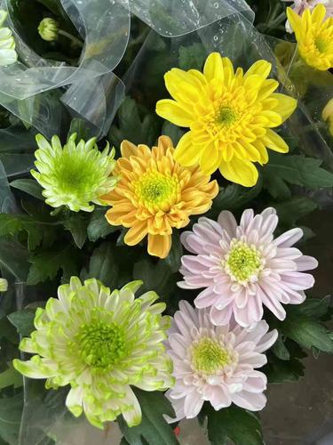 这种鲜花经久不衰？这种鲜花经久不衰的英文？-第6张图片-优品飞百科