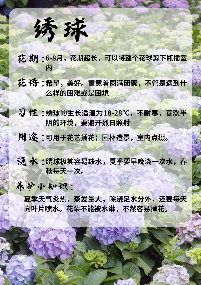 绣球花秋天怎么种植，绣球花秋天怎么施肥-第1张图片-优品飞百科