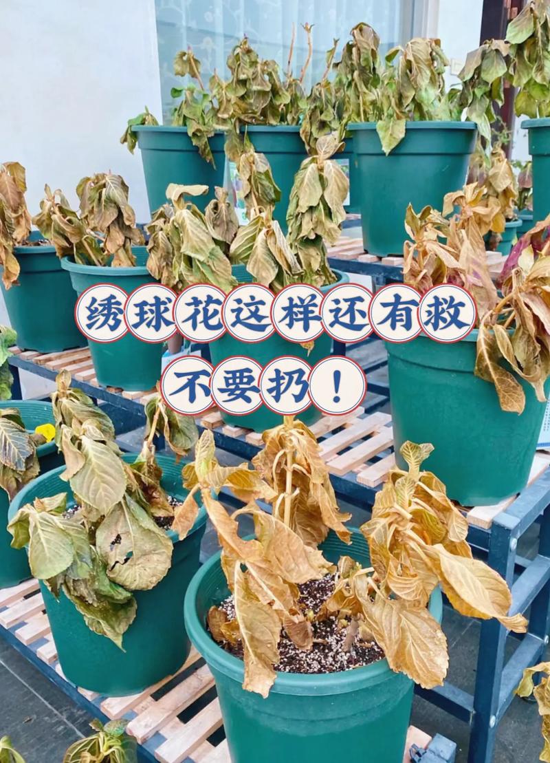 绣球花秋天怎么种植，绣球花秋天怎么施肥-第2张图片-优品飞百科