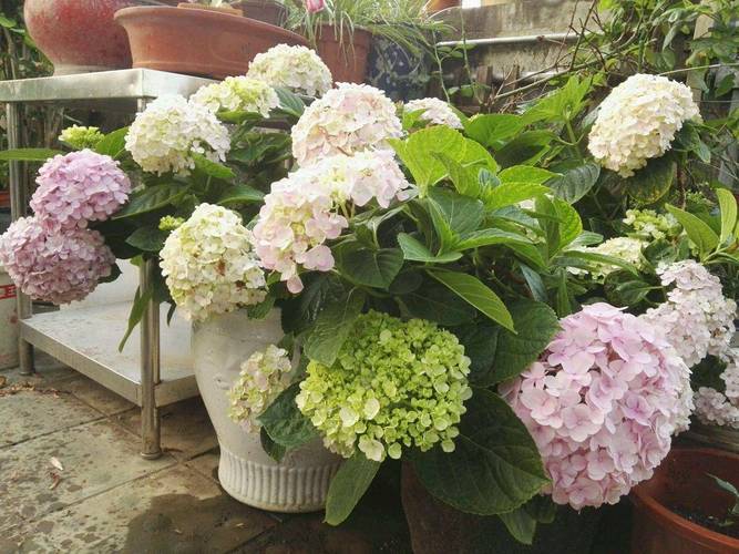 绣球花秋天怎么种植，绣球花秋天怎么施肥-第4张图片-优品飞百科