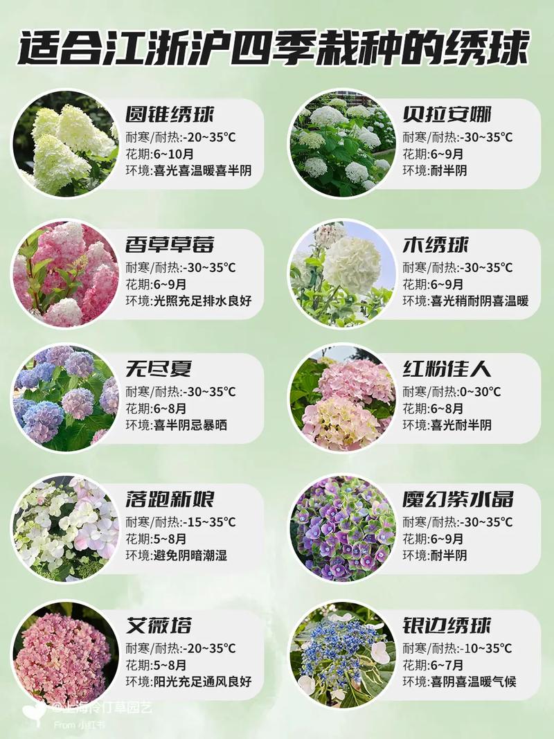 绣球花秋天怎么种植，绣球花秋天怎么施肥-第5张图片-优品飞百科