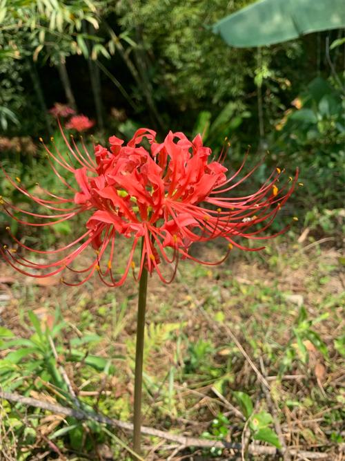 曼莎珠华秋天怎么养，曼莎珠华的叶子图片？-第1张图片-优品飞百科