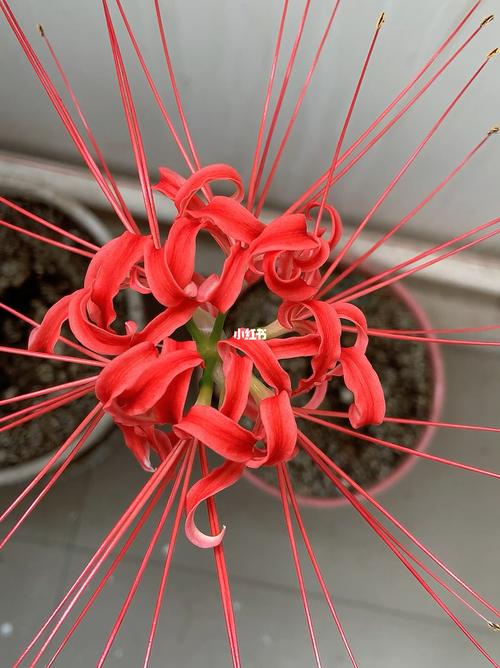 曼莎珠华秋天怎么养，曼莎珠华的叶子图片？-第2张图片-优品飞百科