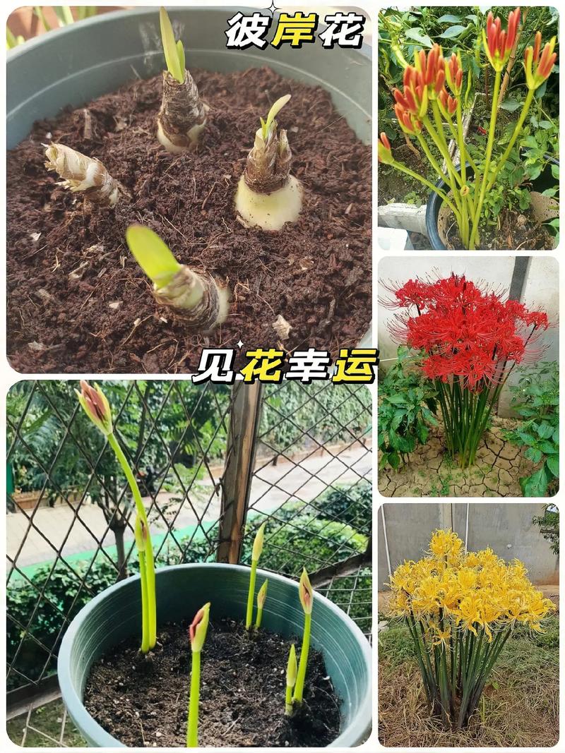 曼莎珠华秋天怎么养，曼莎珠华的叶子图片？-第4张图片-优品飞百科