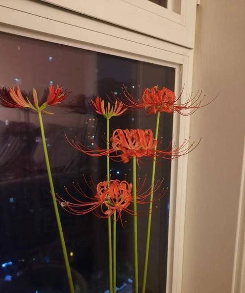 曼莎珠华秋天怎么养，曼莎珠华的叶子图片？-第8张图片-优品飞百科