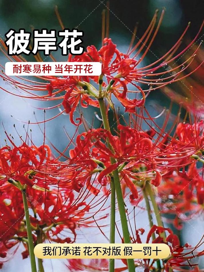 曼莎珠华秋天怎么养，曼莎珠华的叶子图片？-第7张图片-优品飞百科