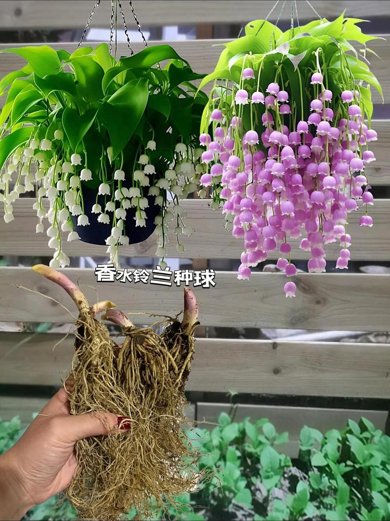 铃兰种球怎么种,铃兰种球多久开花-第1张图片-优品飞百科 铃兰种球怎么种,铃兰种球多久开花-第1张图片-优品飞百科