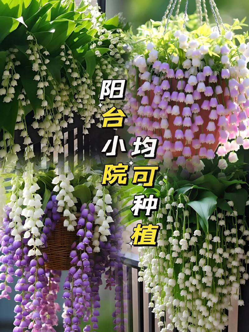 铃兰种球怎么种,铃兰种球多久开花-第2张图片-优品飞百科 铃兰种球怎么种,铃兰种球多久开花-第2张图片-优品飞百科