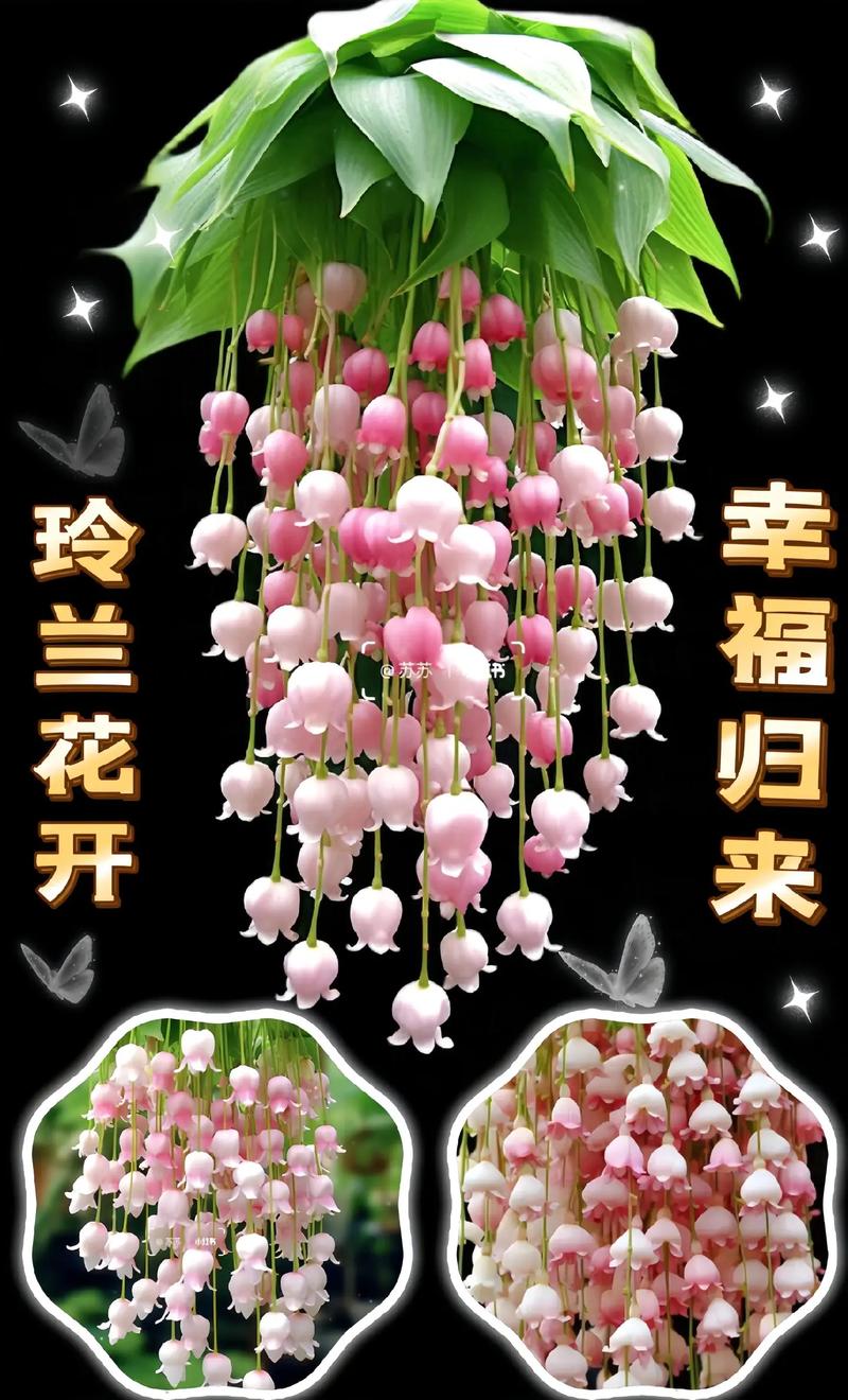 铃兰种球怎么种,铃兰种球多久开花-第3张图片-优品飞百科 铃兰种球怎么种,铃兰种球多久开花-第3张图片-优品飞百科