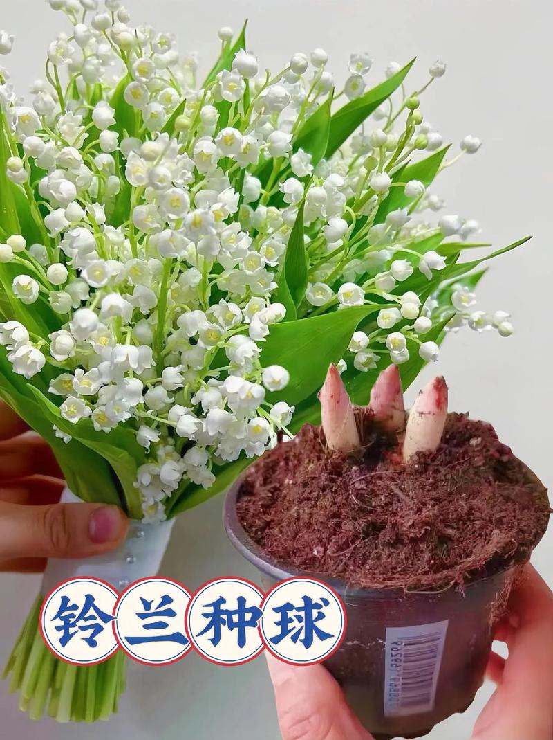 铃兰种球怎么种,铃兰种球多久开花-第4张图片-优品飞百科 铃兰种球怎么种,铃兰种球多久开花-第4张图片-优品飞百科