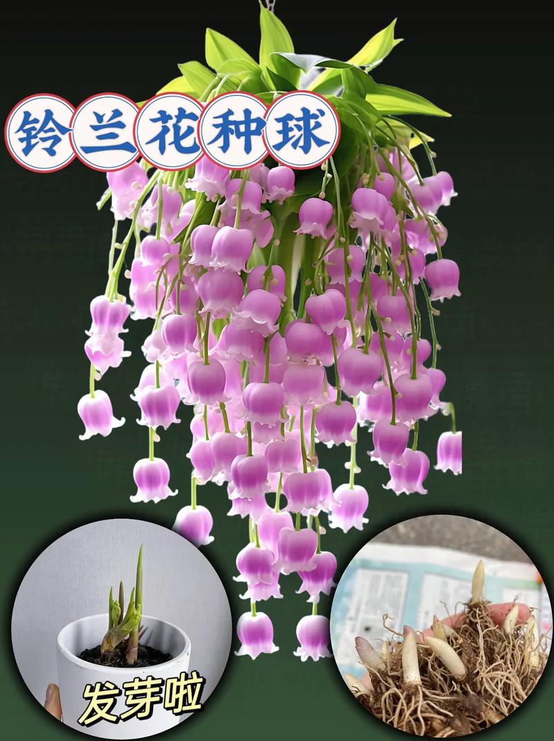 铃兰种球怎么种,铃兰种球多久开花-第5张图片-优品飞百科 铃兰种球怎么种,铃兰种球多久开花-第5张图片-优品飞百科