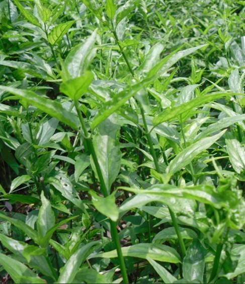 鳄嘴花怎么繁殖，鳄嘴花怎么繁殖视频-第1张图片-优品飞百科