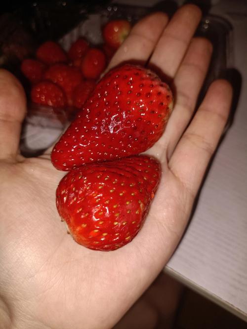 鳄嘴花怎么繁殖，鳄嘴花怎么繁殖视频-第2张图片-优品飞百科