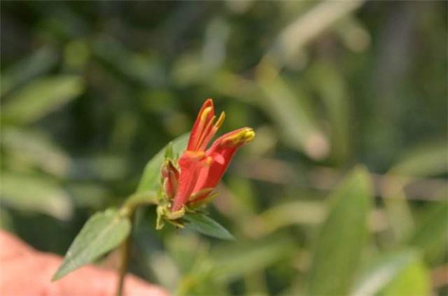 鳄嘴花怎么繁殖，鳄嘴花怎么繁殖视频-第4张图片-优品飞百科