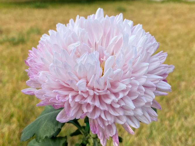 独本菊怎么养长的好，简述独本菊的四阶段栽培要点？-第1张图片-优品飞百科