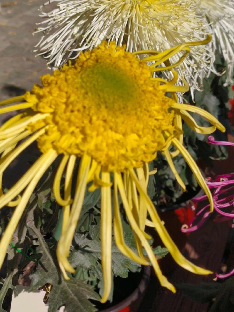 独本菊怎么养长的好，简述独本菊的四阶段栽培要点？-第3张图片-优品飞百科