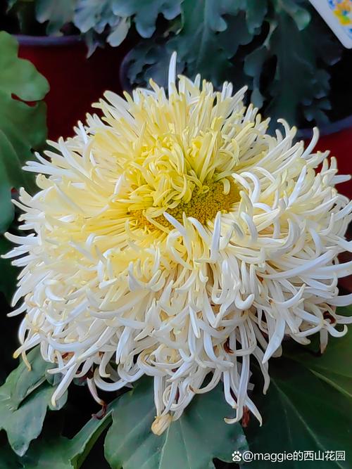 独本菊怎么养长的好，简述独本菊的四阶段栽培要点？-第4张图片-优品飞百科