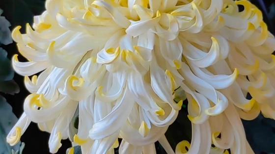 独本菊怎么养长的好，简述独本菊的四阶段栽培要点？-第5张图片-优品飞百科