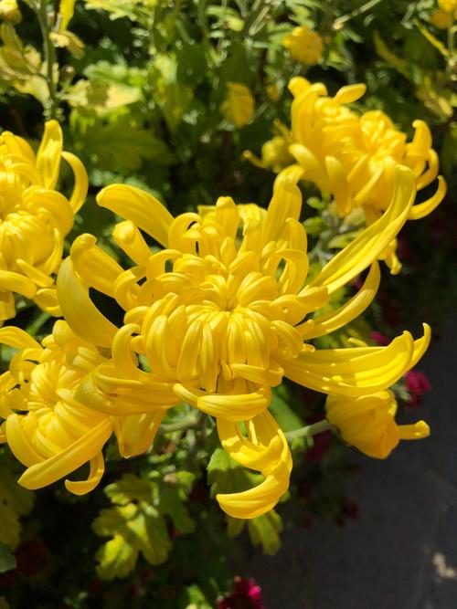 独本菊怎么养长的好，简述独本菊的四阶段栽培要点？-第6张图片-优品飞百科