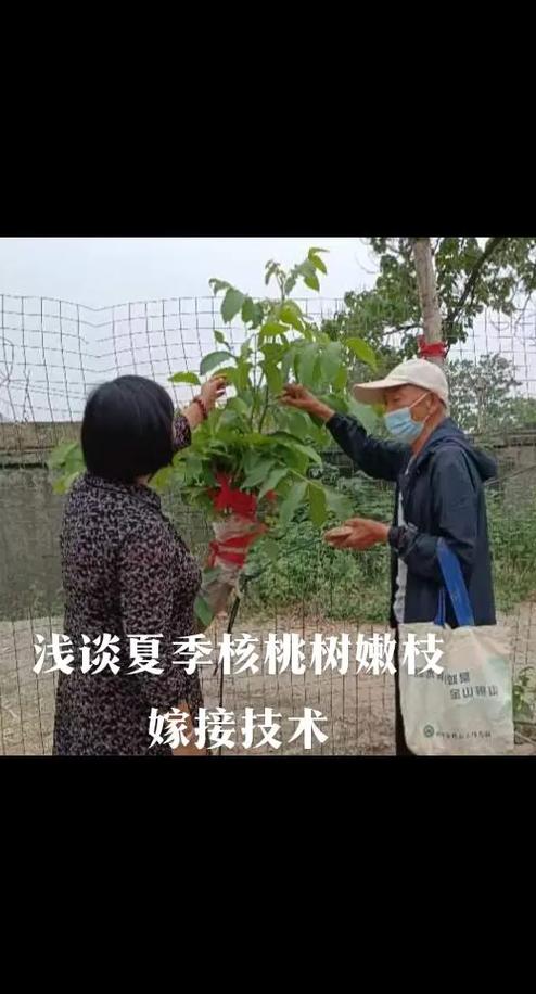 核桃树的嫁接技术及后期管理详解？核桃树嫁接技术视频大全？-第1张图片-优品飞百科
