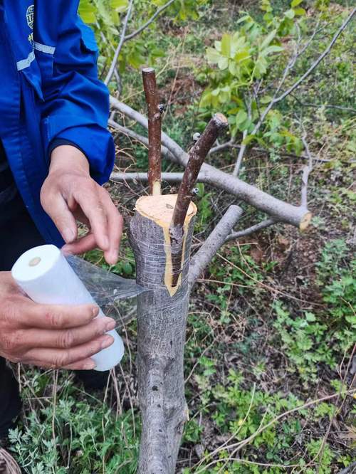 核桃树的嫁接技术及后期管理详解？核桃树嫁接技术视频大全？-第2张图片-优品飞百科
