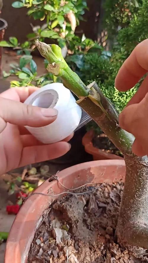 核桃树的嫁接技术及后期管理详解？核桃树嫁接技术视频大全？-第3张图片-优品飞百科