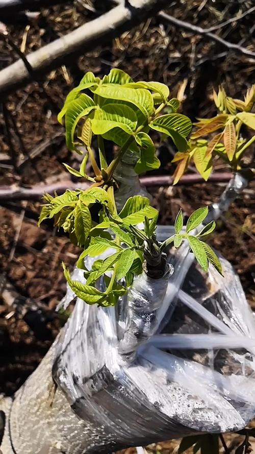 核桃树的嫁接技术及后期管理详解？核桃树嫁接技术视频大全？-第4张图片-优品飞百科