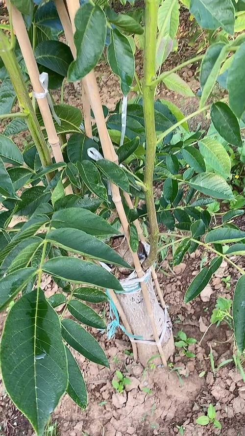 核桃树的嫁接技术及后期管理详解？核桃树嫁接技术视频大全？-第5张图片-优品飞百科
