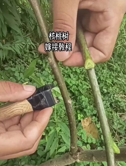 核桃树的嫁接技术及后期管理详解？核桃树嫁接技术视频大全？-第6张图片-优品飞百科