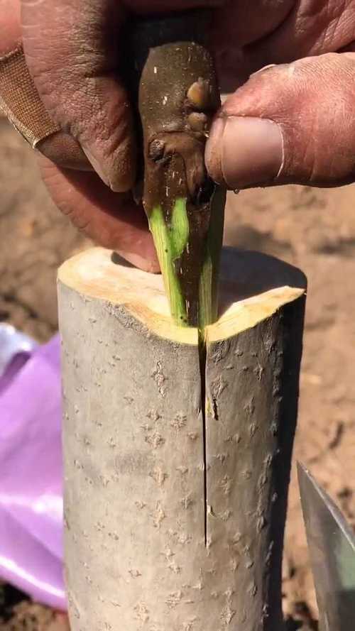 核桃树的嫁接技术及后期管理详解？核桃树嫁接技术视频大全？-第7张图片-优品飞百科