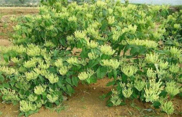 铜绿麒麟几天浇一次?铜绿麒麟怎么修剪好长得好看?-第3张图片-优品飞百科 铜绿麒麟几天浇一次?铜绿麒麟怎么修剪好长得好看?-第3张图片-优品飞百科