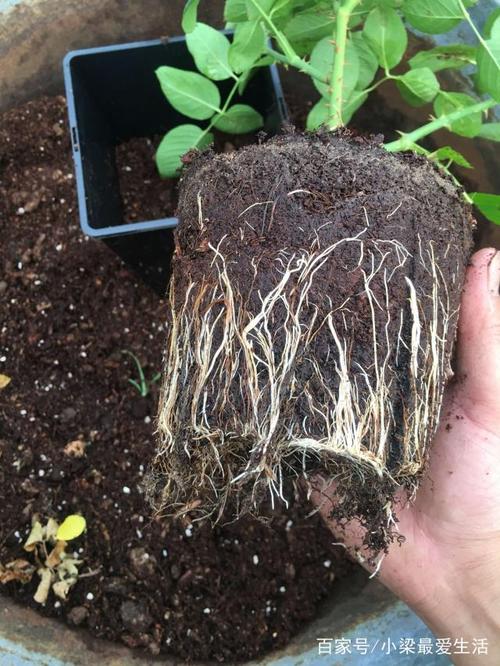 铜绿麒麟几天浇一次?铜绿麒麟怎么修剪好长得好看?-第4张图片-优品飞百科 铜绿麒麟几天浇一次?铜绿麒麟怎么修剪好长得好看?-第4张图片-优品飞百科