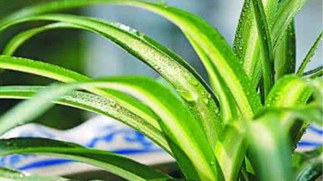 铜绿麒麟几天浇一次?铜绿麒麟怎么修剪好长得好看?-第5张图片-优品飞百科 铜绿麒麟几天浇一次?铜绿麒麟怎么修剪好长得好看?-第5张图片-优品飞百科