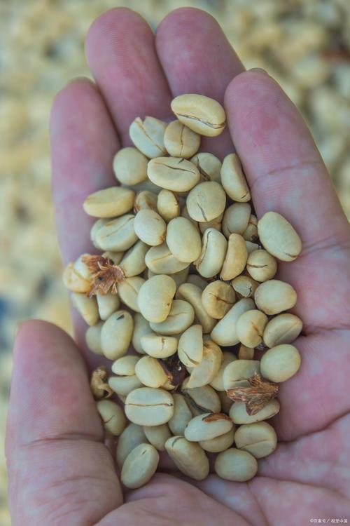 白果种子种植要去壳吗?白果内种皮?-第3张图片-优品飞百科 白果种子种植要去壳吗?白果内种皮?-第3张图片-优品飞百科