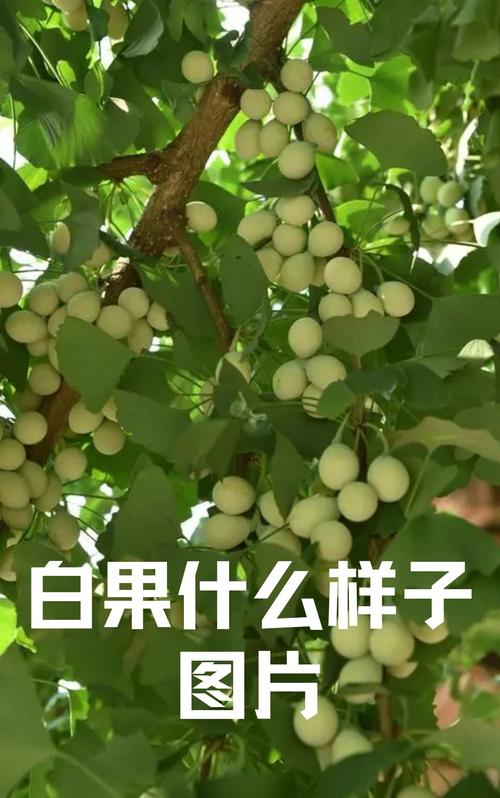 白果种子种植要去壳吗?白果内种皮?-第5张图片-优品飞百科 白果种子种植要去壳吗?白果内种皮?-第5张图片-优品飞百科