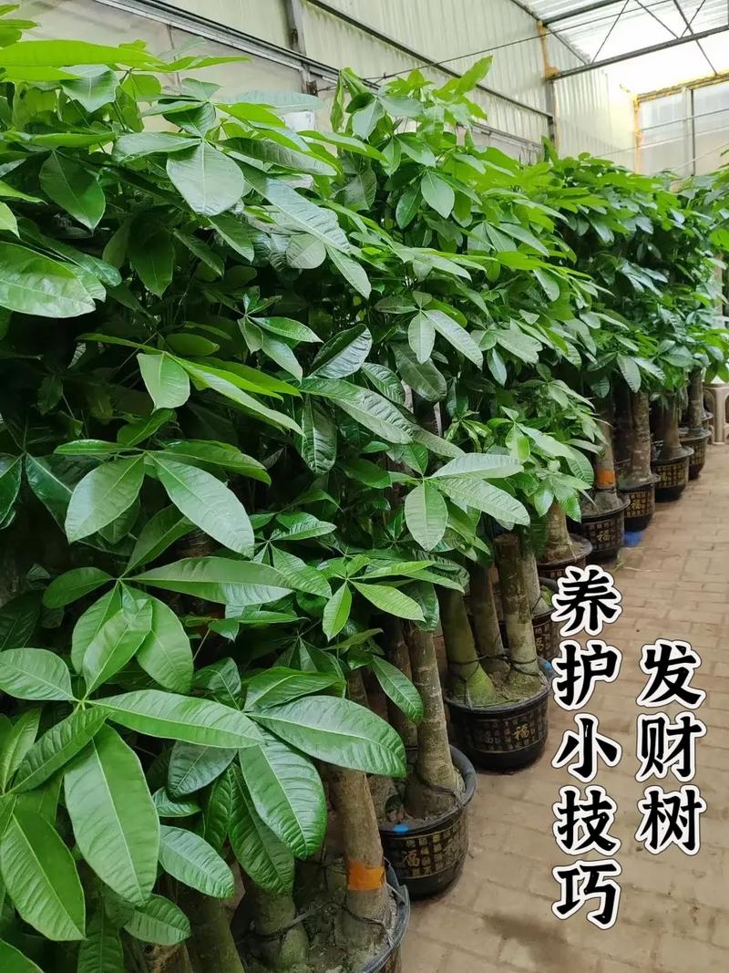 发财树怎样修剪出分枝，发财树怎么修剪层次？-第2张图片-优品飞百科