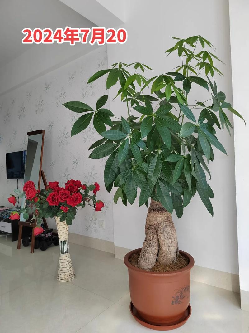 发财树怎样修剪出分枝，发财树怎么修剪层次？-第3张图片-优品飞百科