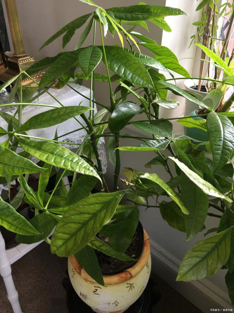 发财树怎样修剪出分枝，发财树怎么修剪层次？-第5张图片-优品飞百科