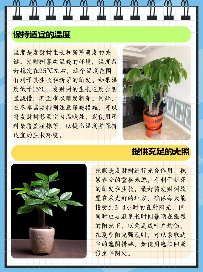 发财树怎样修剪出分枝，发财树怎么修剪层次？-第6张图片-优品飞百科