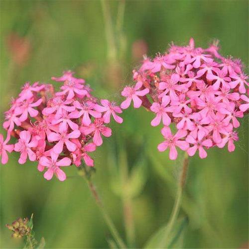 高雪轮的四季养护方式？高雪轮的四季养护方式是什么？-第1张图片-优品飞百科