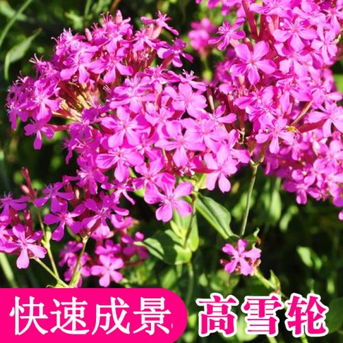 高雪轮的四季养护方式？高雪轮的四季养护方式是什么？-第2张图片-优品飞百科