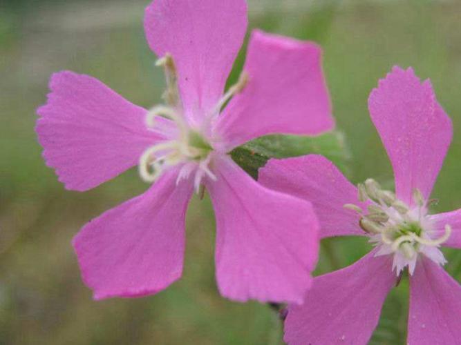 高雪轮的四季养护方式？高雪轮的四季养护方式是什么？-第3张图片-优品飞百科