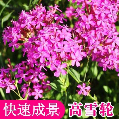 高雪轮的四季养护方式？高雪轮的四季养护方式是什么？-第4张图片-优品飞百科