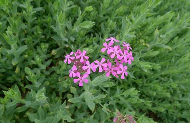 高雪轮的四季养护方式？高雪轮的四季养护方式是什么？-第5张图片-优品飞百科